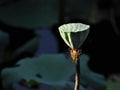 Seedpod of lotus Royalty Free Stock Photo