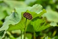 The seedpod of the lotus Royalty Free Stock Photo