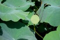 Seedpod of the lotus Royalty Free Stock Photo