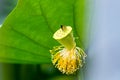 Seedpod of the lotus with small butterfly Royalty Free Stock Photo