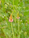 Seedpods of a californian poppy flower