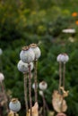 Seedpods of poppy flowers