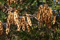 Seedpods of siris tree Albizia lebbeck