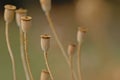 Corn poppy seedpods, selective focus