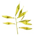 Seeds of ailanthus isolated on white Royalty Free Stock Photo