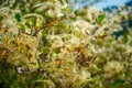 Twirly Seeds of Mountain Mahogany Royalty Free Stock Photo