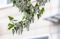 Seeds allergy poplar fluff tree branches city building background Royalty Free Stock Photo