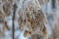 The seeds of ash in a snowflakes closeup