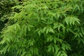 Seeds of ashleaf maple, Acer negundo,maple ash twig with green leaves and blurred forest on background