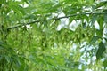 Seeds of ashleaf maple, Acer negundo,maple ash twig with green leaves and blurred forest on background