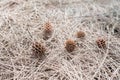 Seeds of australian pine or casuarina equisefolia Royalty Free Stock Photo