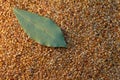 Seeds & bay leaf Royalty Free Stock Photo