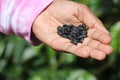 Seeds of black beans in its dry form that can be used as food or as a seed for growing bean plant held in hand