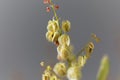 Seeds of a bladder dock plant, Rumex vesicarius