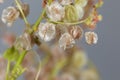 Seeds of a bladder dock plant, Rumex vesicarius