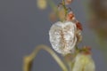 Seeds of a bladder dock plant, Rumex vesicarius
