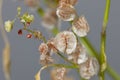 Seeds of a bladder dock plant, Rumex vesicarius