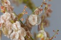 Seeds of a bladder dock plant, Rumex vesicarius