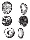 Seeds of Cacti vintage illustration