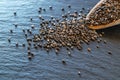 Seeds chia superfood background. Healthy pile flax seed in wooden spoon isolated on black. Salvia hispanica antioxidant grains on