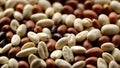 seeds close up portrait photo