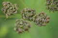 Seeds of the common hogweed (Heracleum sphondylium) Royalty Free Stock Photo