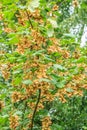 Seeds of the Common Maple, Acer pseudoplatanus