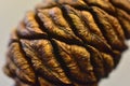 Seeds cones giant sequoia tree Royalty Free Stock Photo