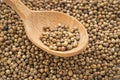 Seeds of coriander on a white background in a wooden spoon. Cilantro . Coriandrum sativum.