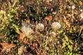 Seeds of cotton thistle against the background of blurred autumn dry grass Royalty Free Stock Photo