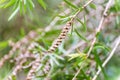 Seeds of the creek or weeping bottlebrush Royalty Free Stock Photo