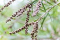 Seeds of the creek or weeping bottlebrush Royalty Free Stock Photo