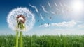 Seeds of dandelion clock blowing away in morning sun Royalty Free Stock Photo