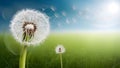 Seeds of dandelion clock blowing away in morning sun Royalty Free Stock Photo