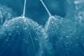 Seeds of dandelion close-up with drops of water in blue. Royalty Free Stock Photo