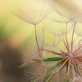 Seeds of a dandelion closeup