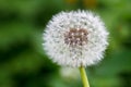 Seeds of the dandelion flower head - stock photo Royalty Free Stock Photo