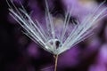 Seeds of dandelion flower with water drop on blurred background, macro photo Royalty Free Stock Photo