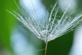 Seeds of dandelion flower with water drop on blurred green background, macro photo Royalty Free Stock Photo