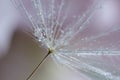 Seeds of dandelion flower with water drops on blurred background, macro photo Royalty Free Stock Photo