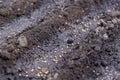 seeds in diagonal seedbed, planting seeds garden, chernozem or black soil, springtime farm works, ground close-up Royalty Free Stock Photo