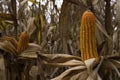 Seeds of dried corn on the tree Royalty Free Stock Photo