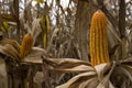 Seeds of dried corn on the tree Royalty Free Stock Photo