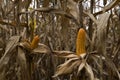 Seeds of dried corn on the tree Royalty Free Stock Photo