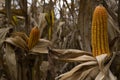 Seeds of dried corn on the tree Royalty Free Stock Photo