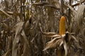 Seeds of dried corn on the tree Royalty Free Stock Photo