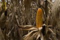 Seeds of dried corn on the tree Royalty Free Stock Photo