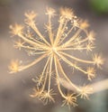 Seeds on a dry dill plant. Royalty Free Stock Photo