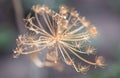 Seeds on a dry dill plant. Royalty Free Stock Photo