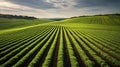 seeds farm rows